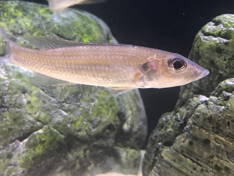 Reganochromis calliurus 'Chituta Bay'